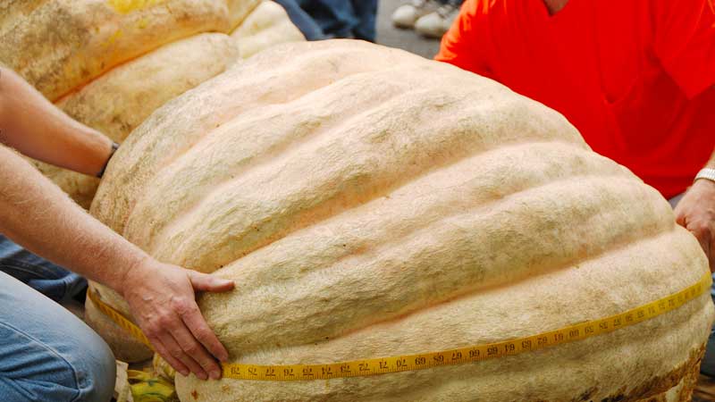 giantpumpkin