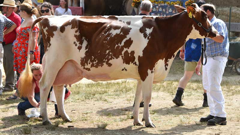 livestockshow_dairy Hopkinton State Fair Dairy Cow Show