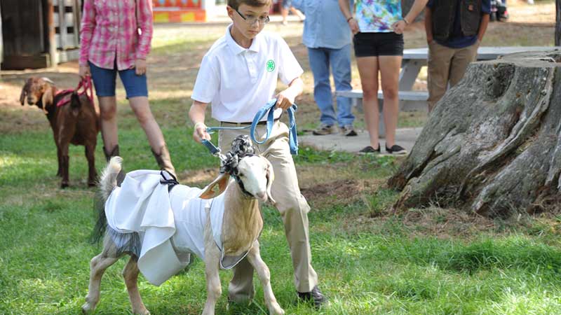 livestockshow_dairygoat Hopkinton State Fair Dairy Goat Show