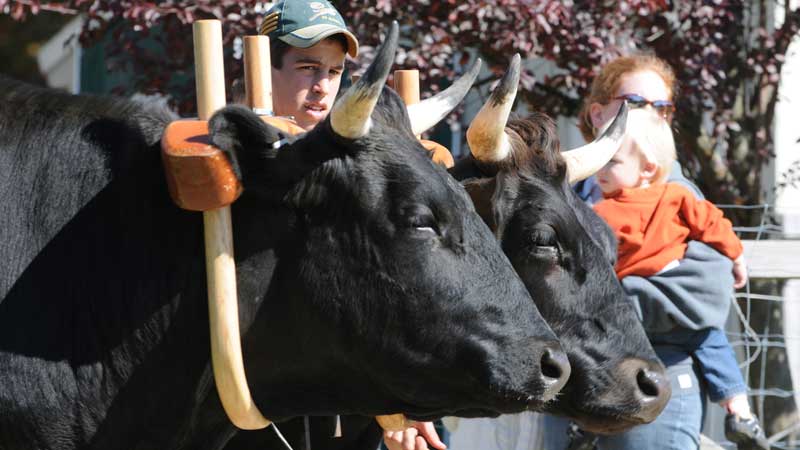 livestockshow_oxen Hopkinton State Fair Oxen Show