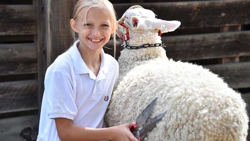 livestockshow_sheep Hopkinton State Fair Sheep Show