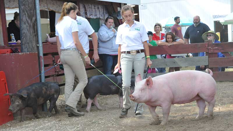 livestockshow_swine Hopkinton State Fair Swine Show
