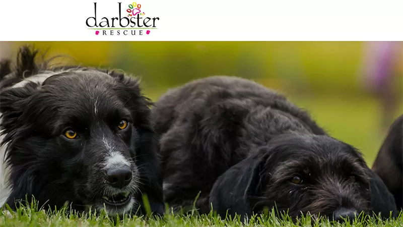 Darbster Rrescue Darbster Rescue