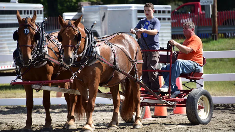 Draft Horse Farm Show Draft Horse Farm Show
